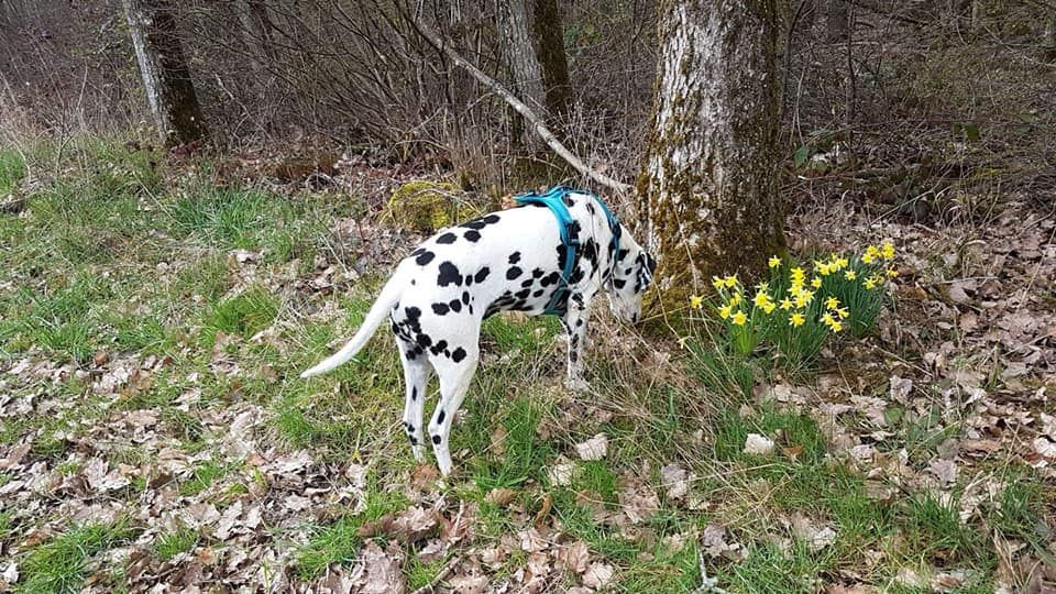 Printemps 2019